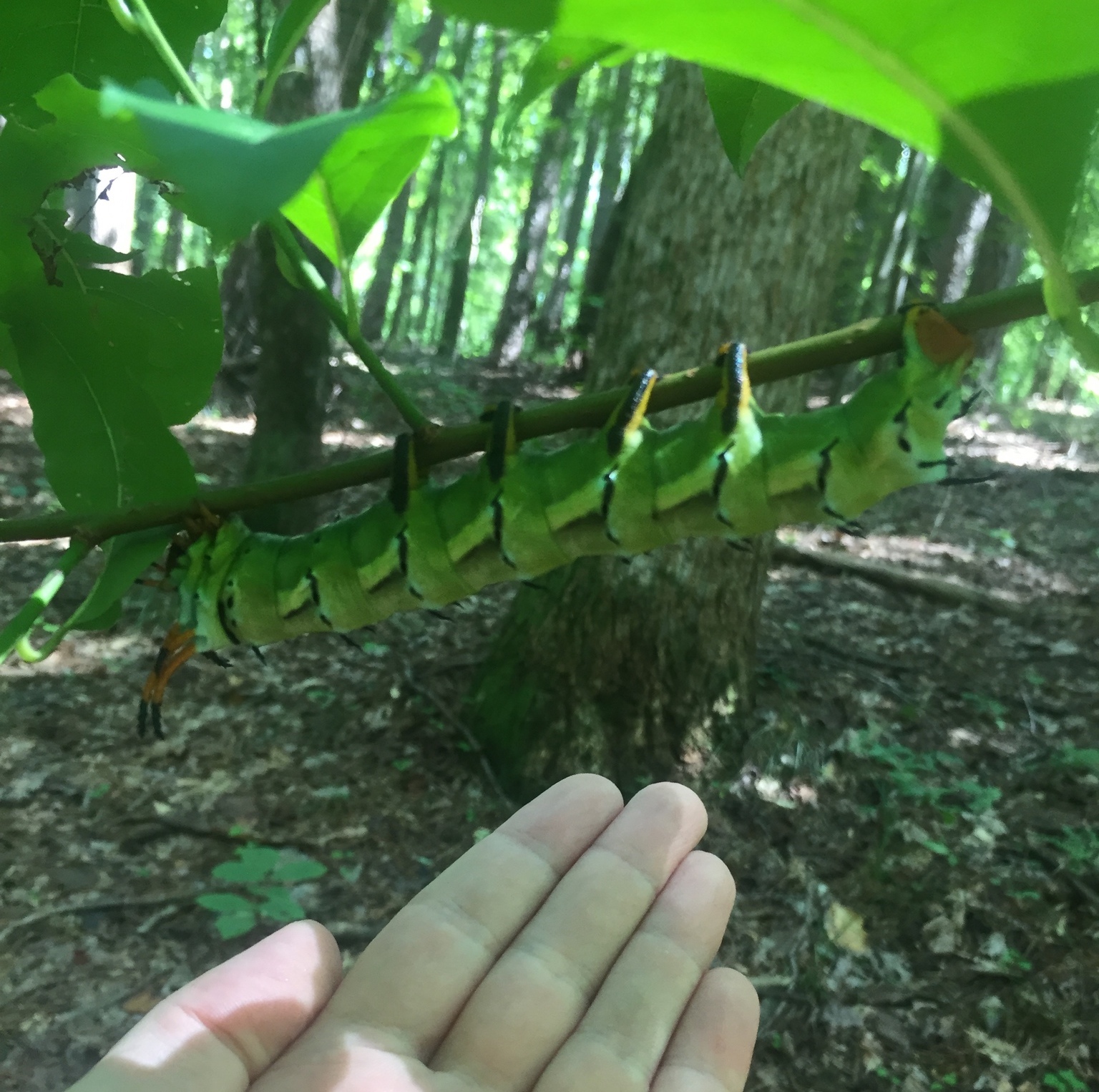 Hickory Horned Devil (Citheronia regalis)