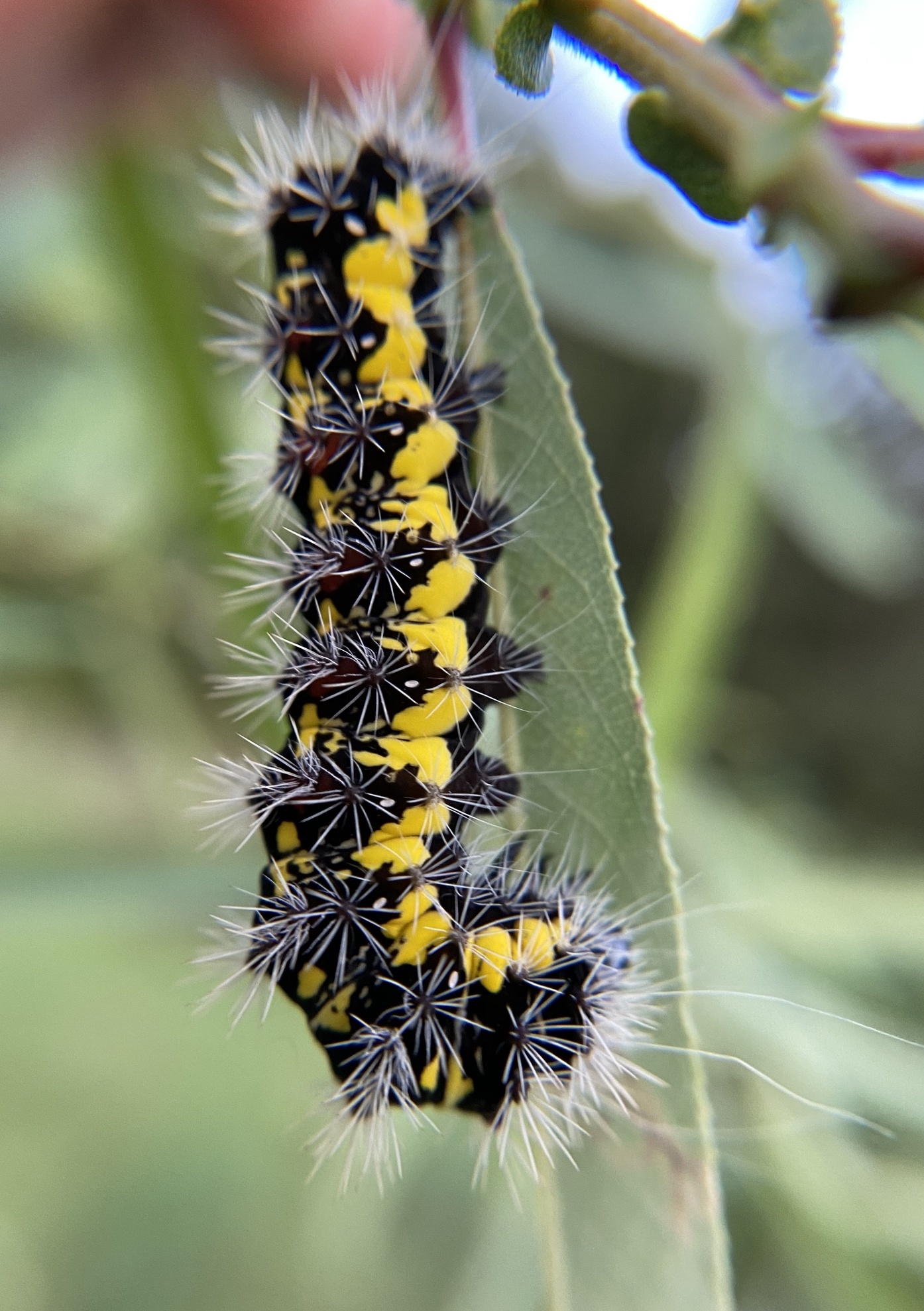 Acronicta oblinata (Smeared Dagger)