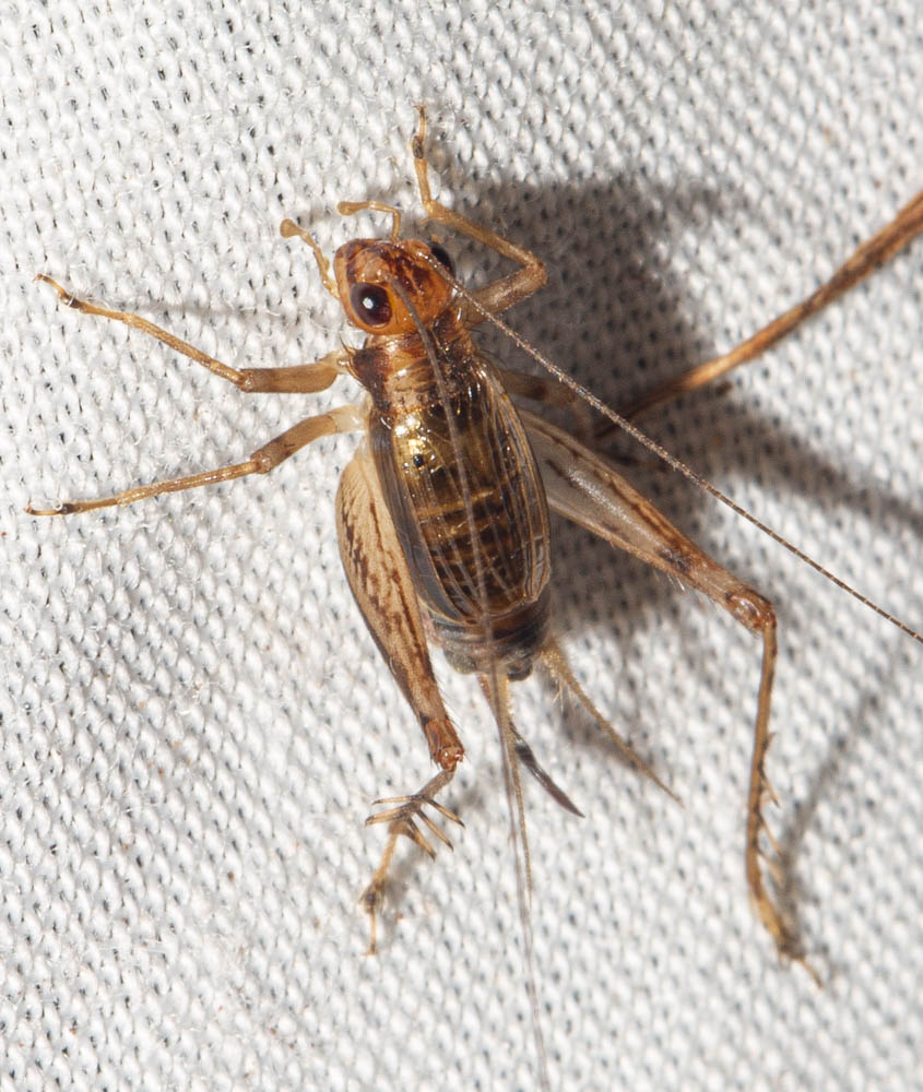Anaxipha