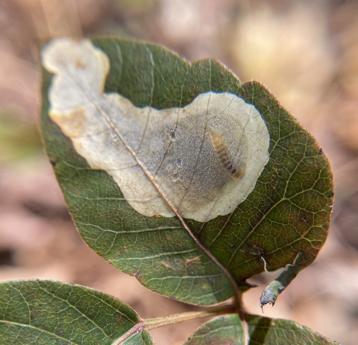 Cameraria guttifinitella
