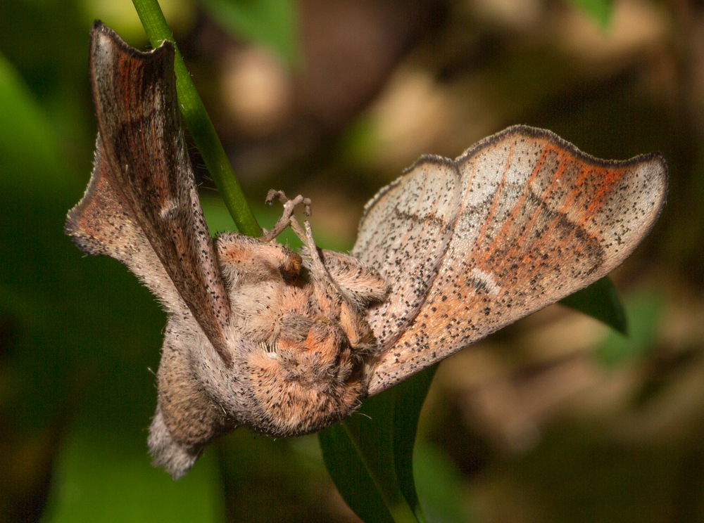 Cicinnus