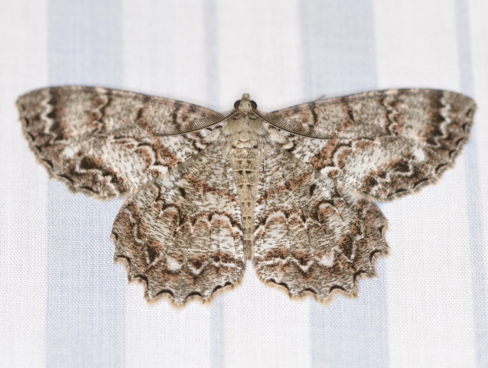 Moth
