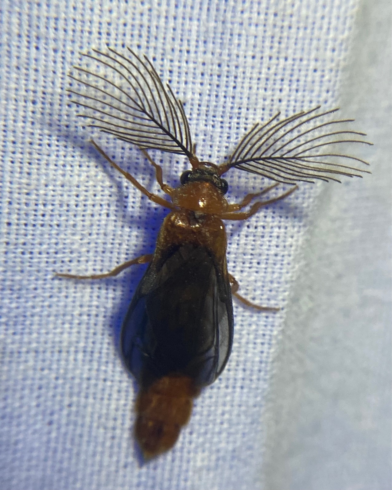 glowworm beetle