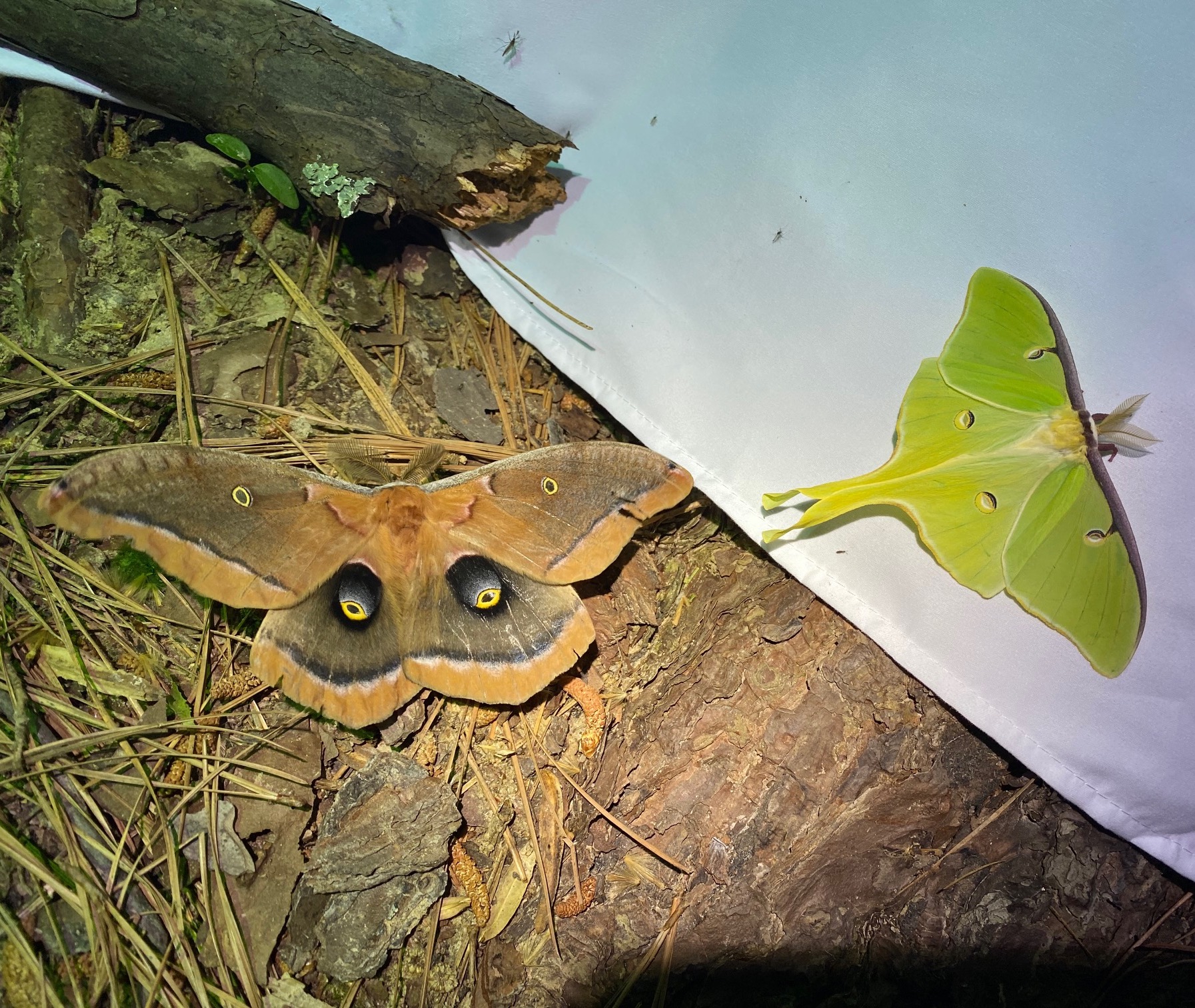 moths