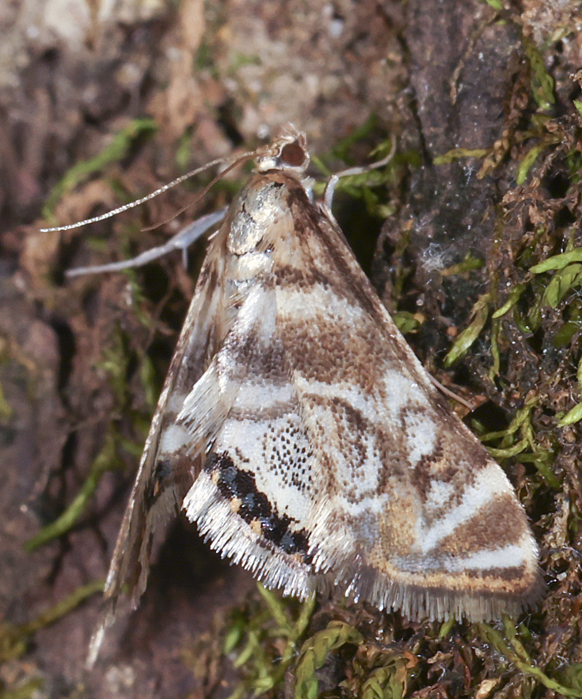 Moth