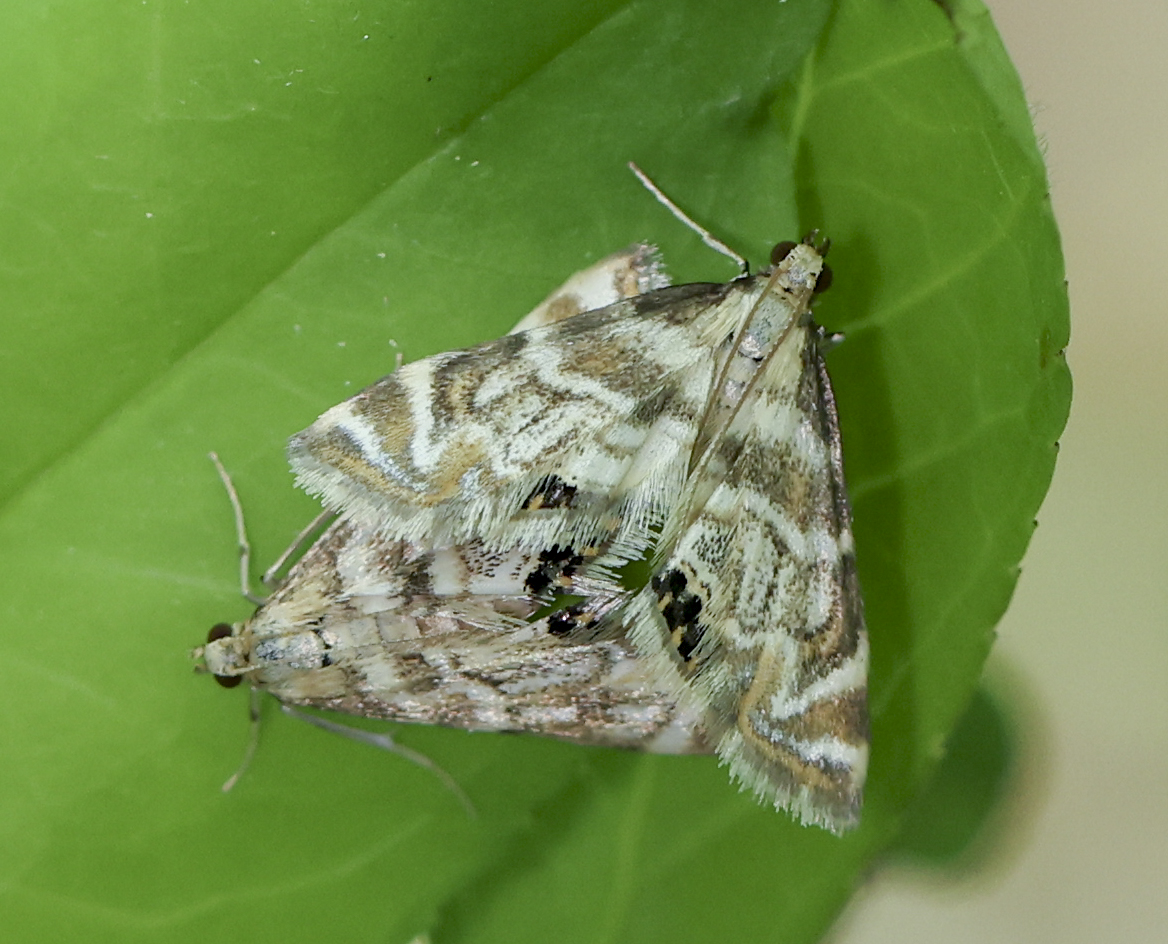 Moths
