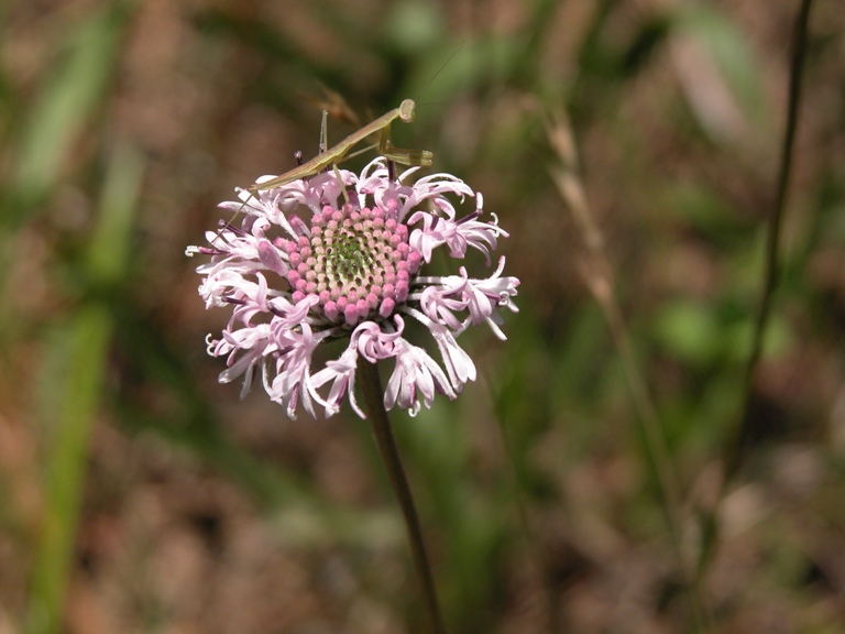 Marshallia legrandii