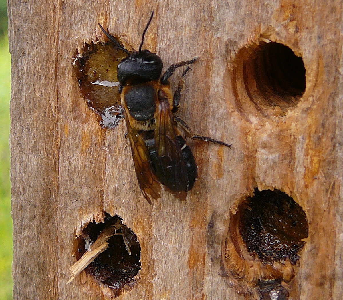bee hotel