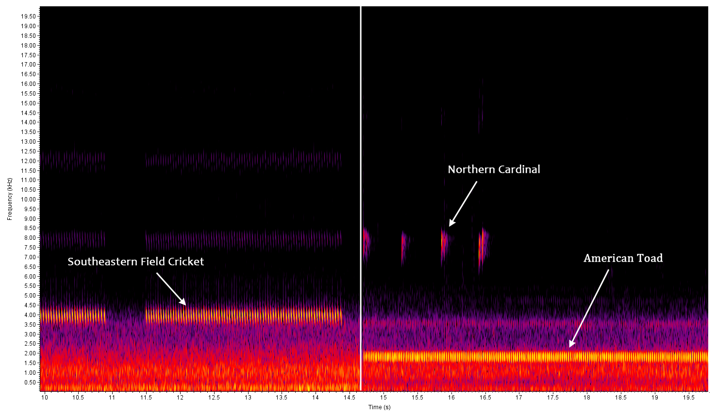 Spectrogram