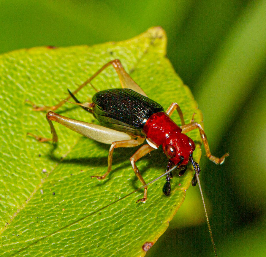 Phyllopalpus