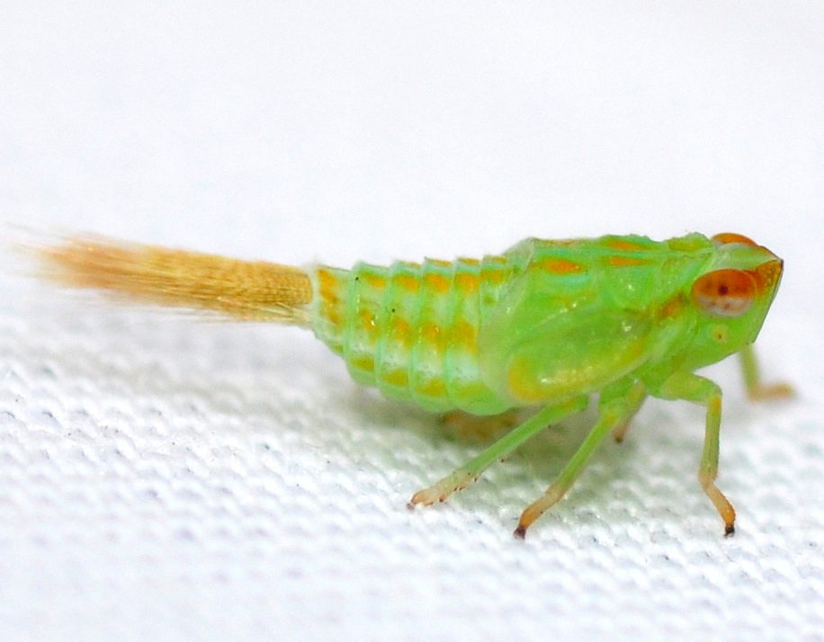 hopper nymph