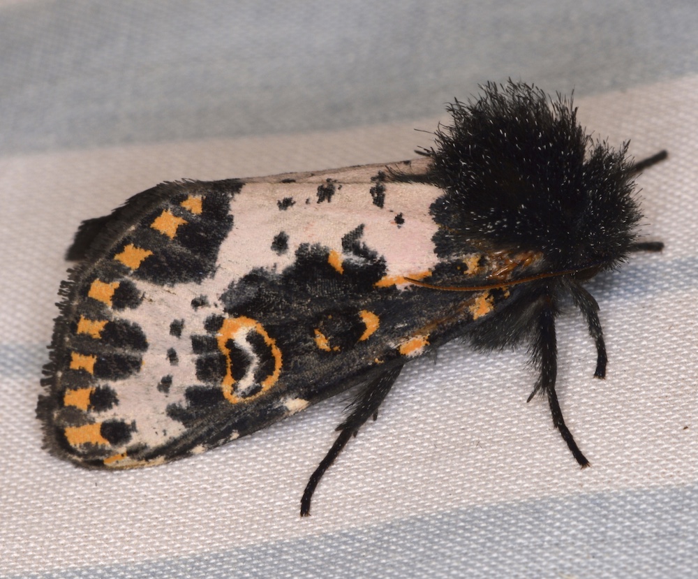 Spanish Moth