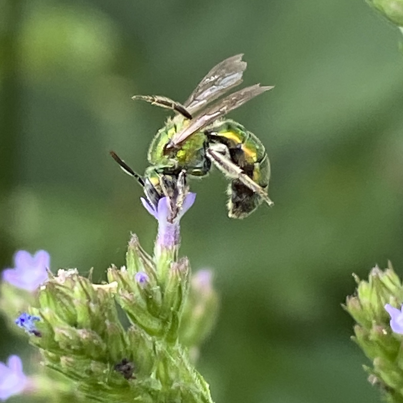 bee