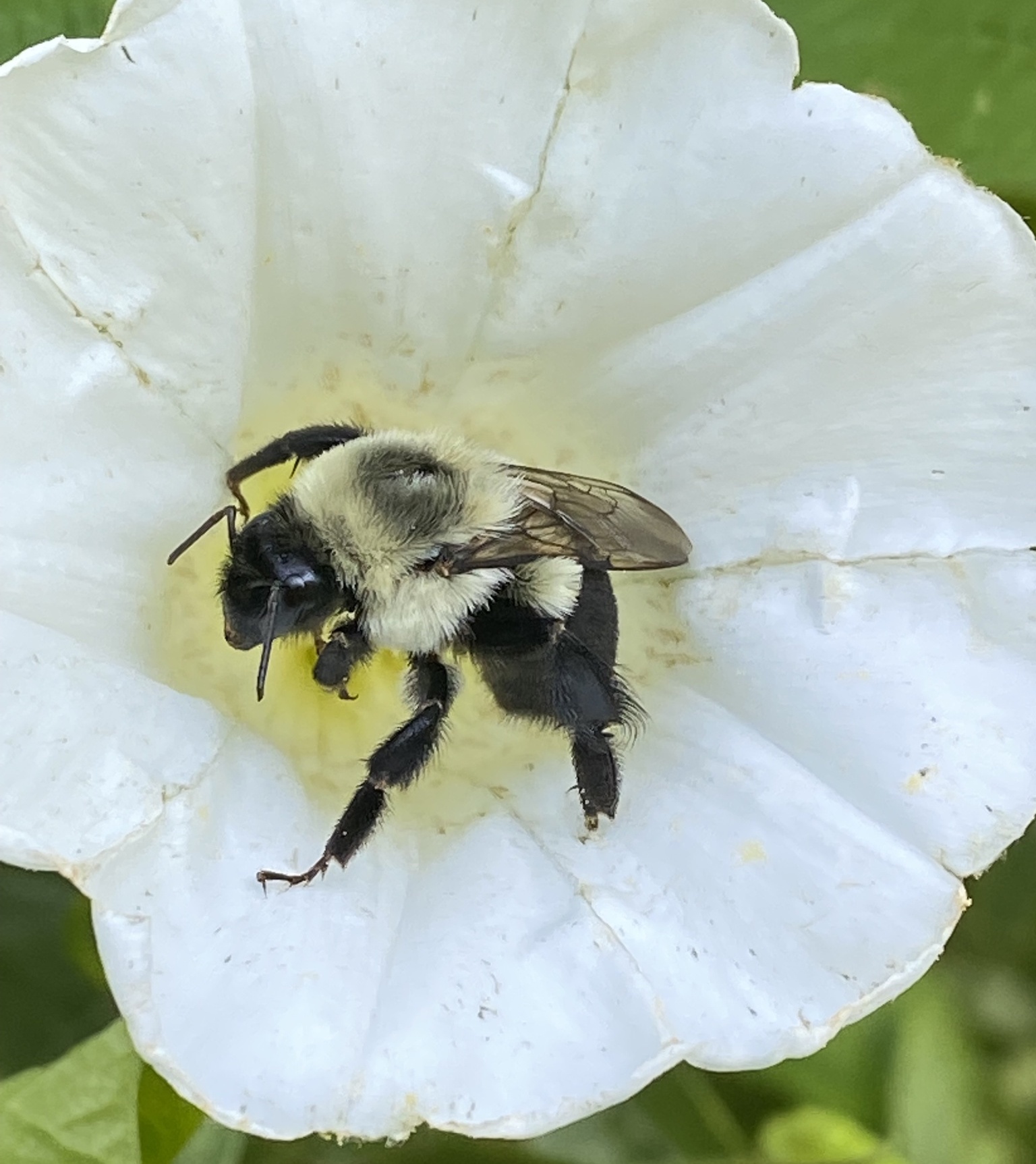 bumblebee
