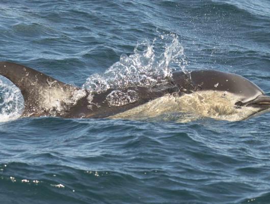Short-beaked Common Dolphin
