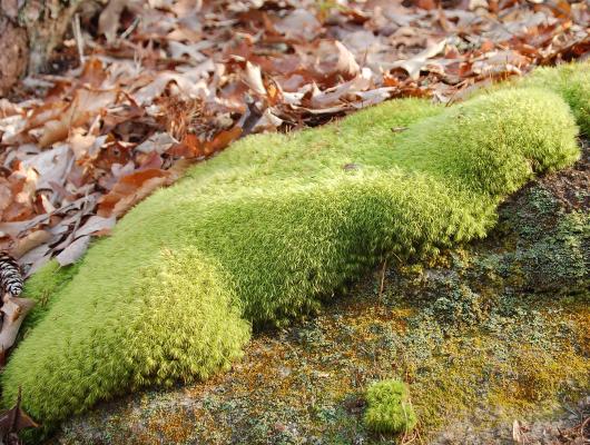 Moss in the forest