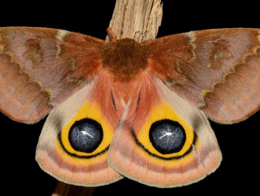 Automeris io
