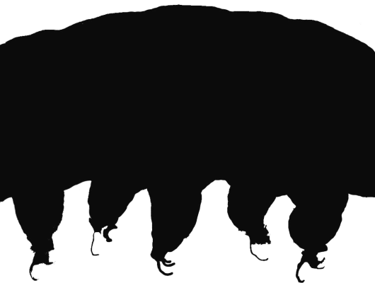 tardigrade